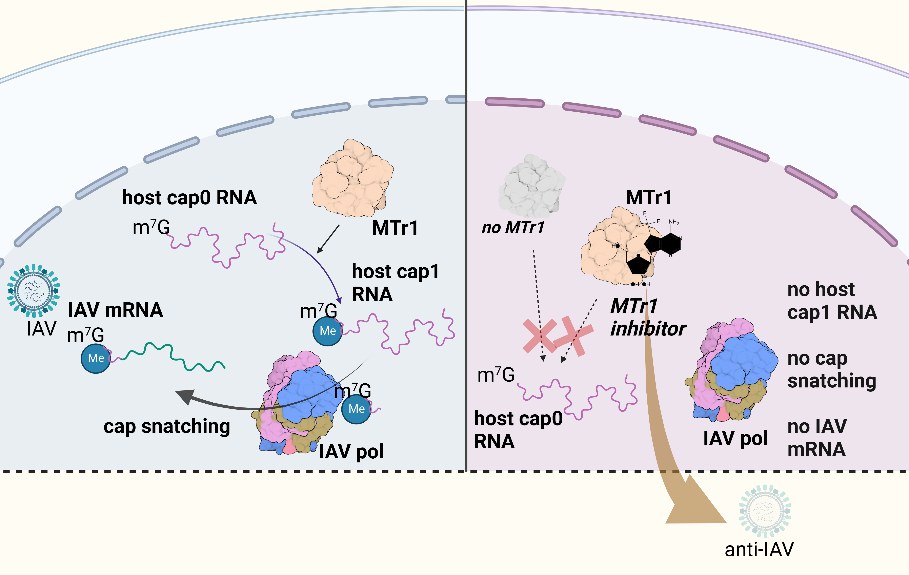 IAV replication in the presence or absence of MTr1: