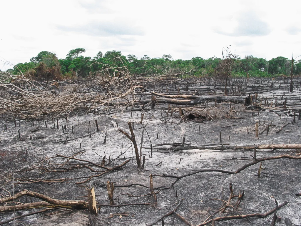 Genetic engineering can have a positive effect on the climate
