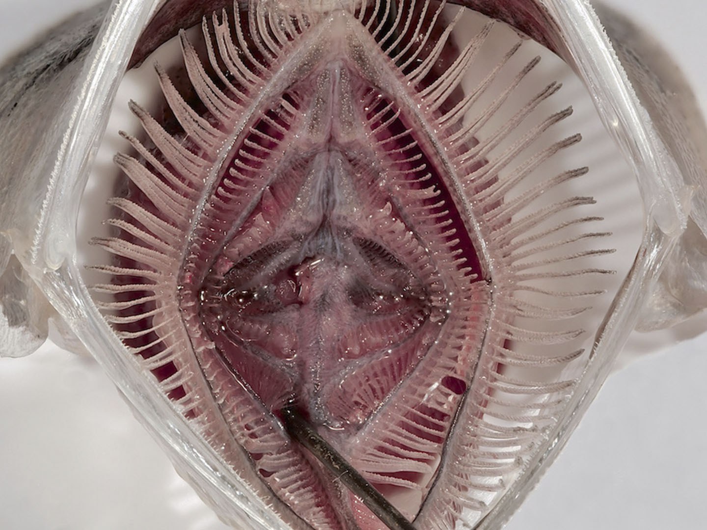 Open mouth of an anchovy.