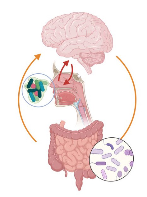 Since the nose is anatomically closely connected to the brain via the olfactory nerve, the nasal microbiome, i.e., the totality of bacteria inside the nose, could have an influence on brain function, similar to the gut microbiome, which is connected to the brain via the gut-brain axis.