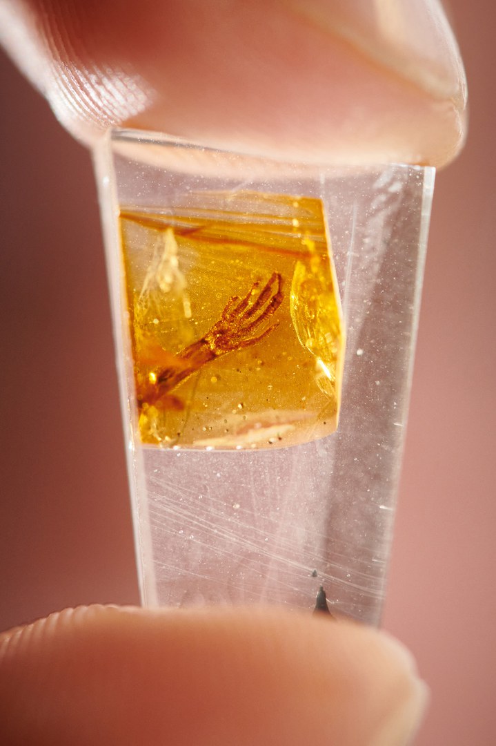 The tiny chunk of amber,