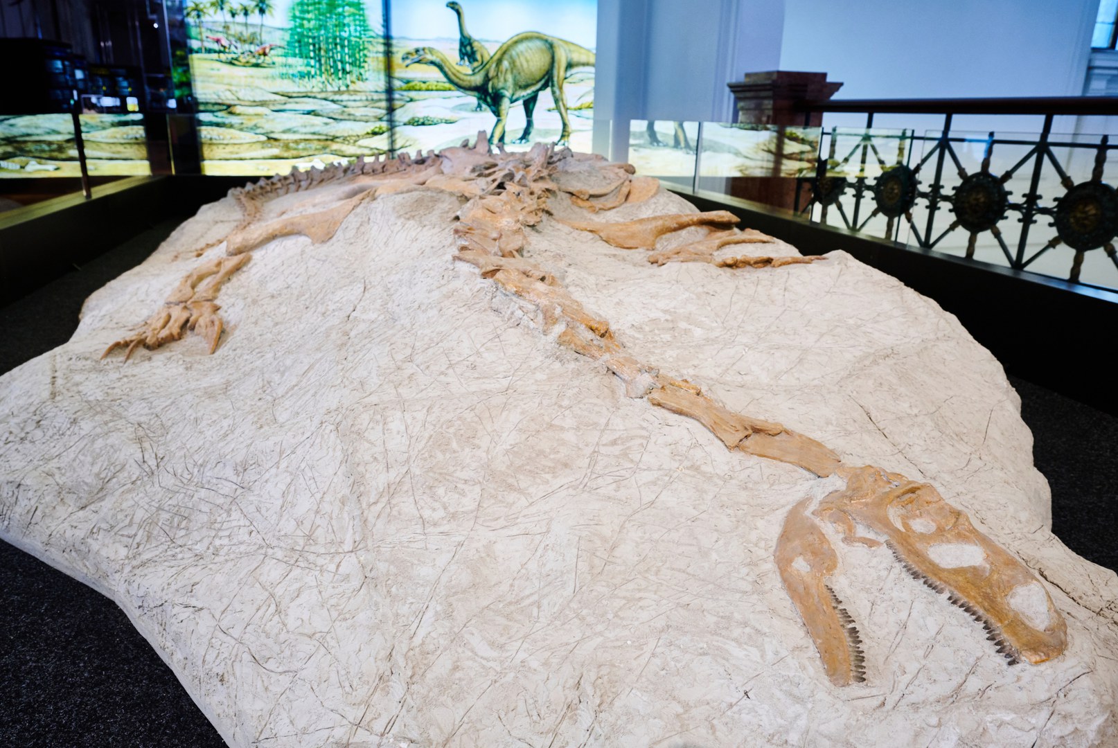 Head and neck of Plateosaurus trossingensis,