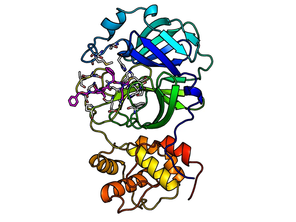 Researchers discover SARS-CoV-2 inhibitors