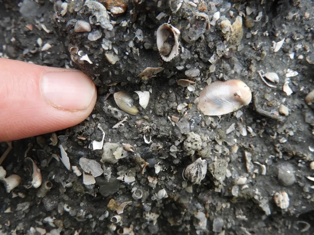 Fossiliferous clays in Kourou