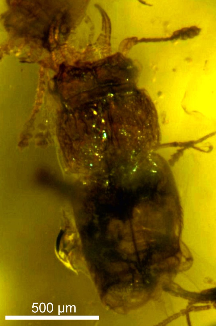 New species of Kateretidae: