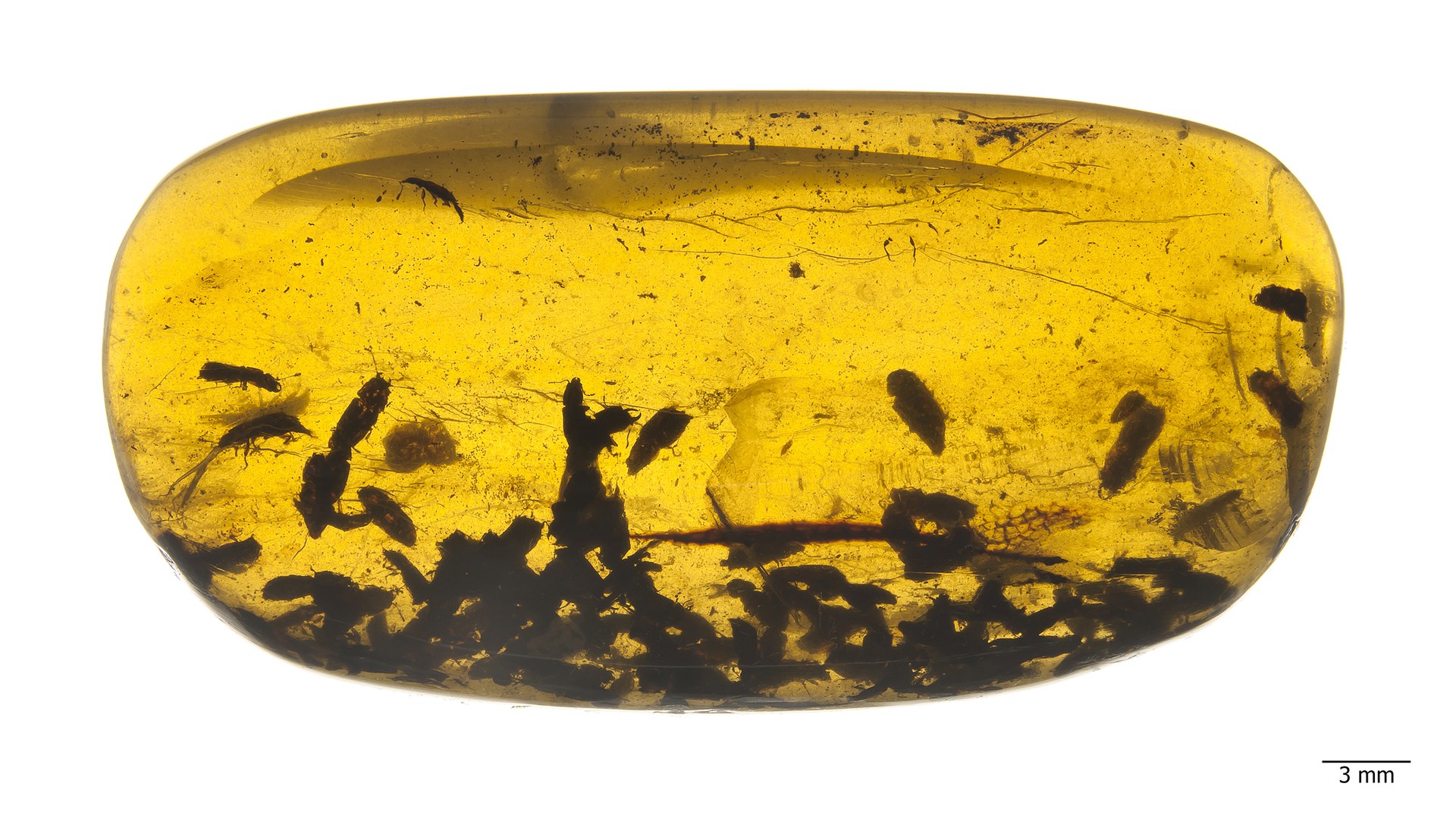 Numerous specimens of Kateretidae in a piece of amber
