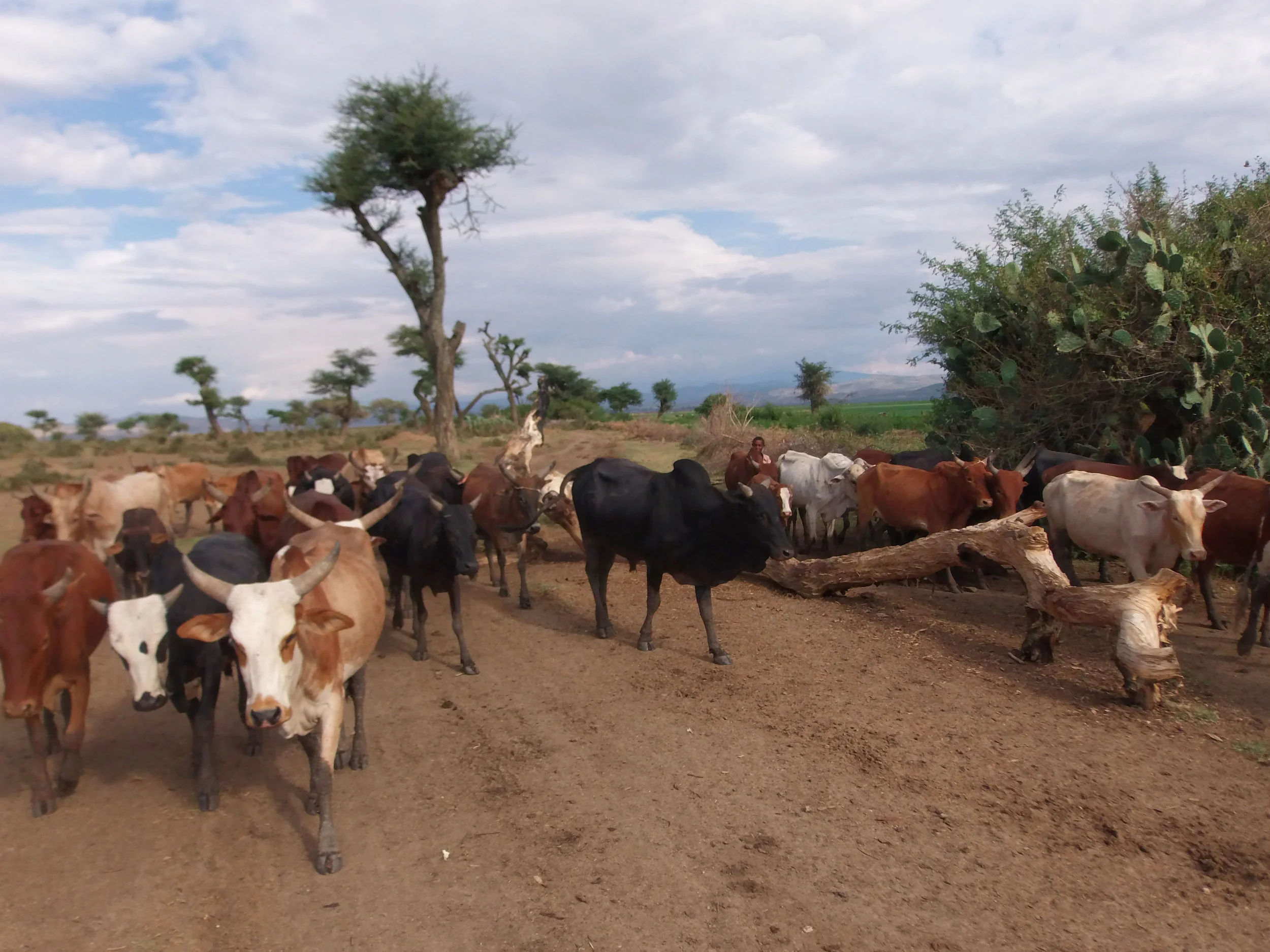 Meat consumption must fall by at least 75 percent