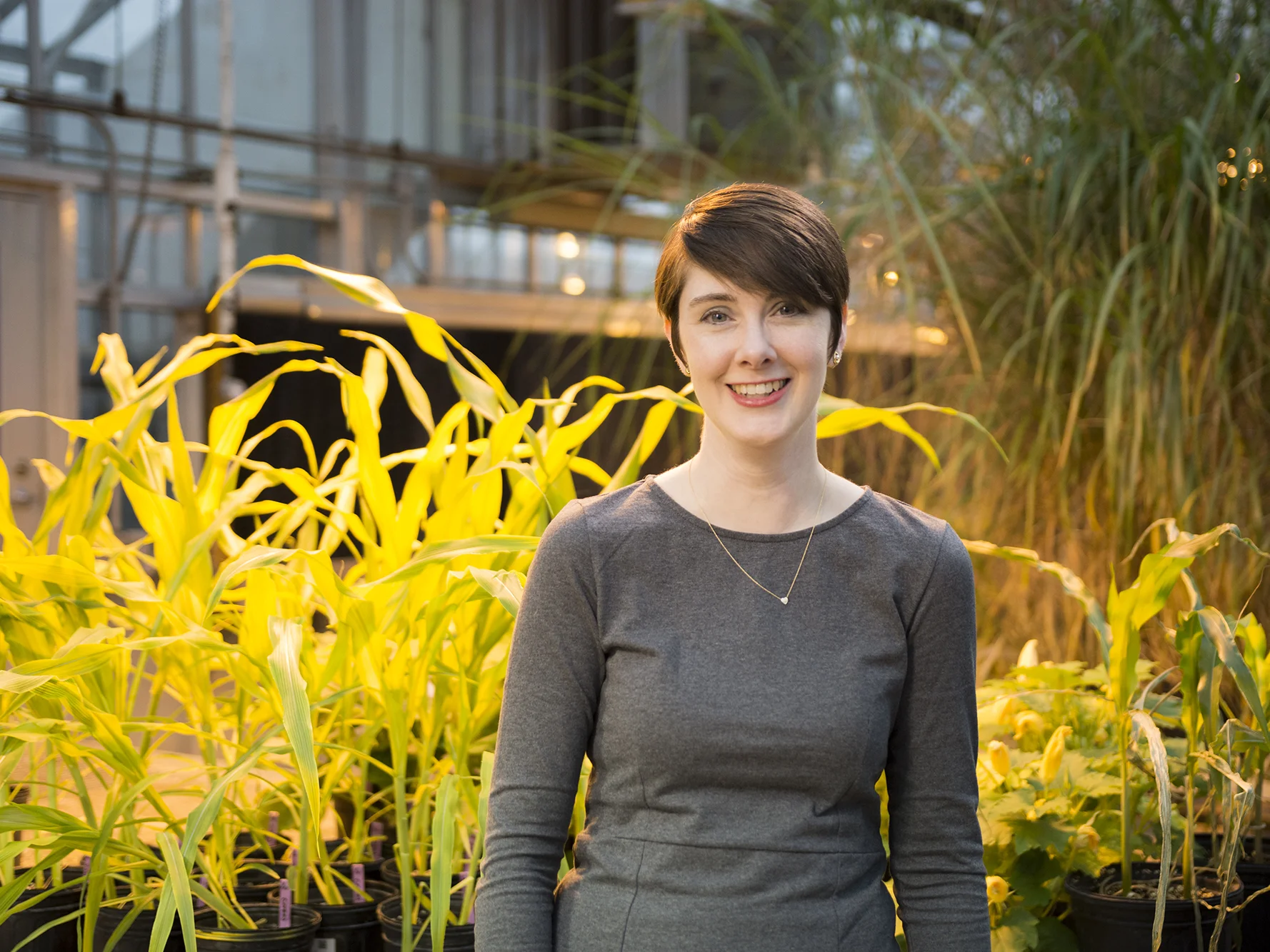 How plants respond to environmental stress