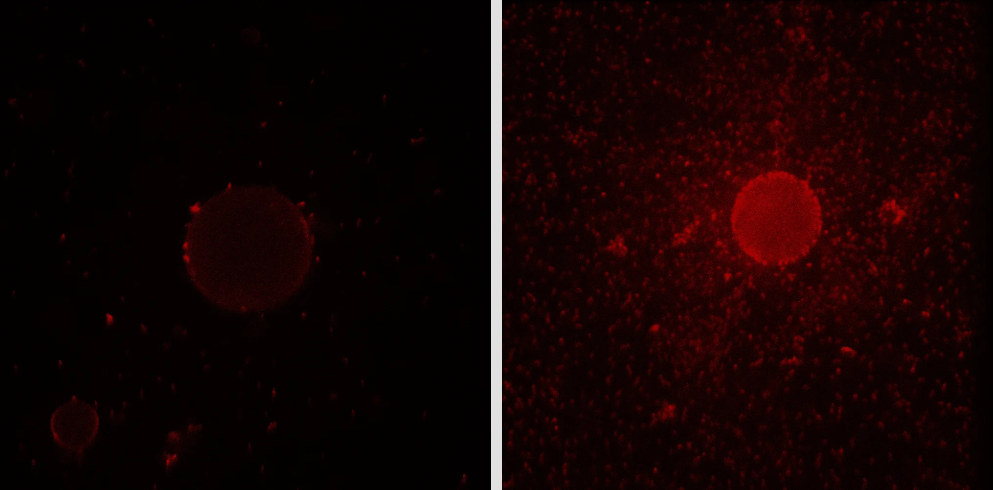 Bacterium Produces “Organic Dishwashing Liquid” to Degrade Oil