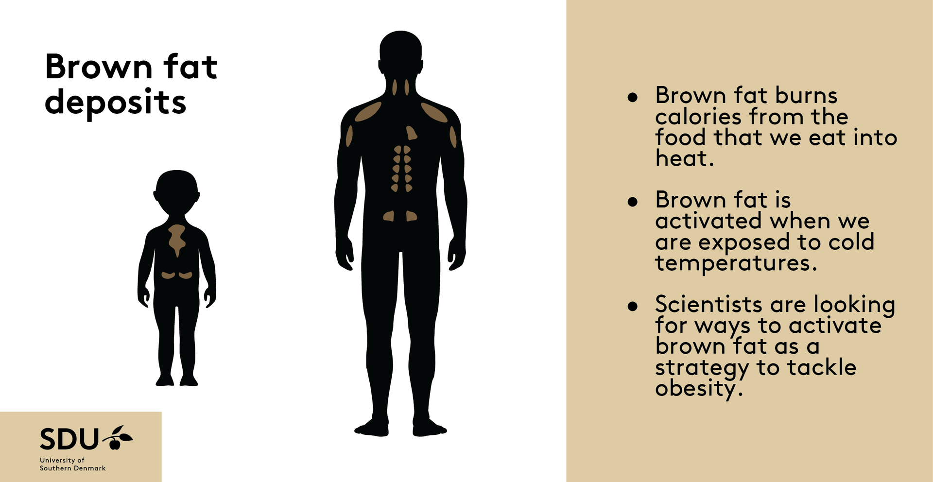 Graphic to brown fat deposits