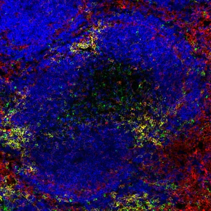 New insights into our immune system