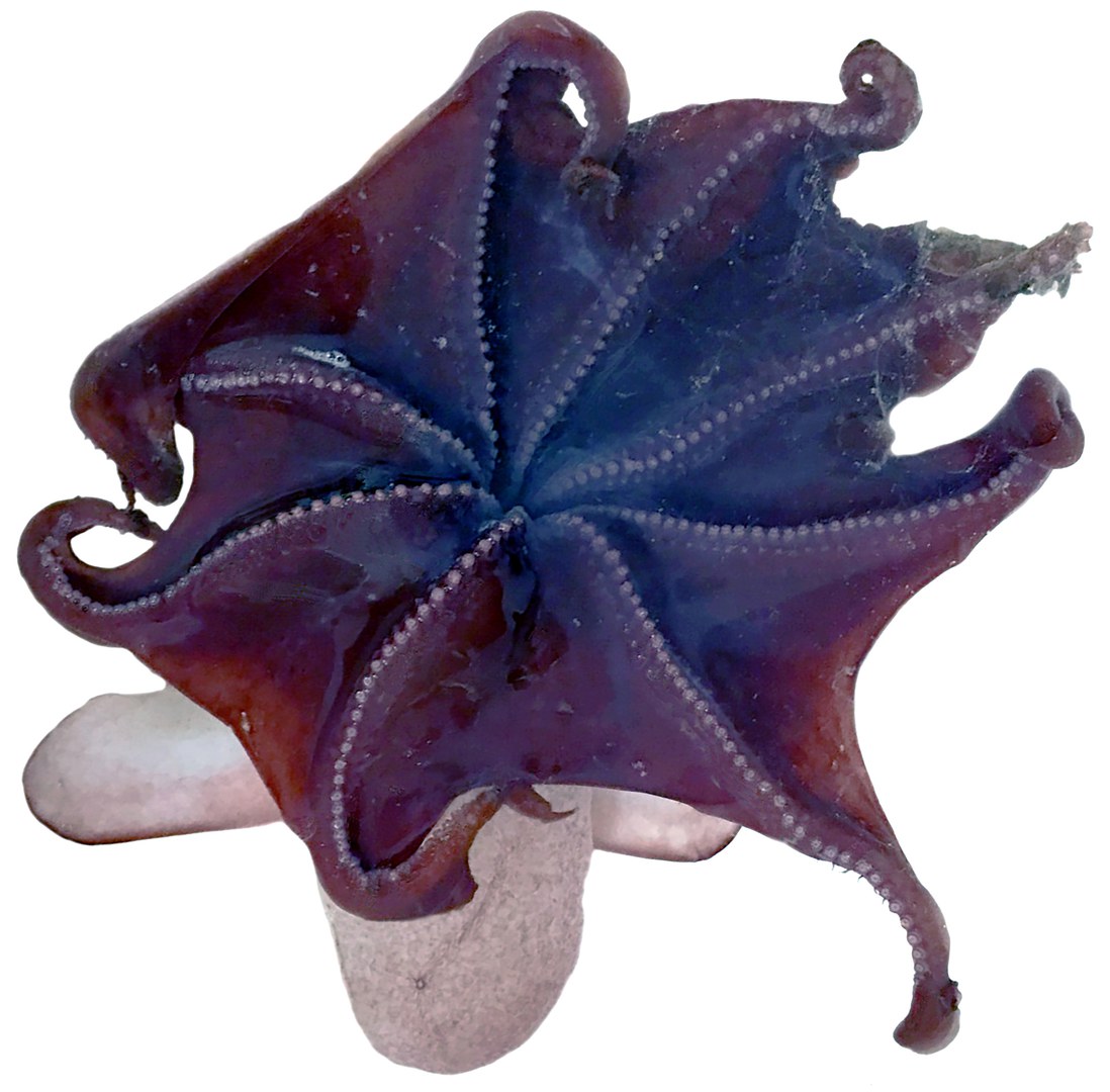 The bell-shaped umbrella of the Emperor dumbo (Grimpoteuthis imperator)
