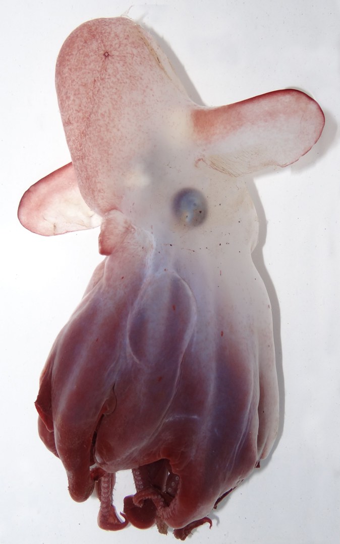 The Emperor dumbo (Grimpoteuthis imperator)