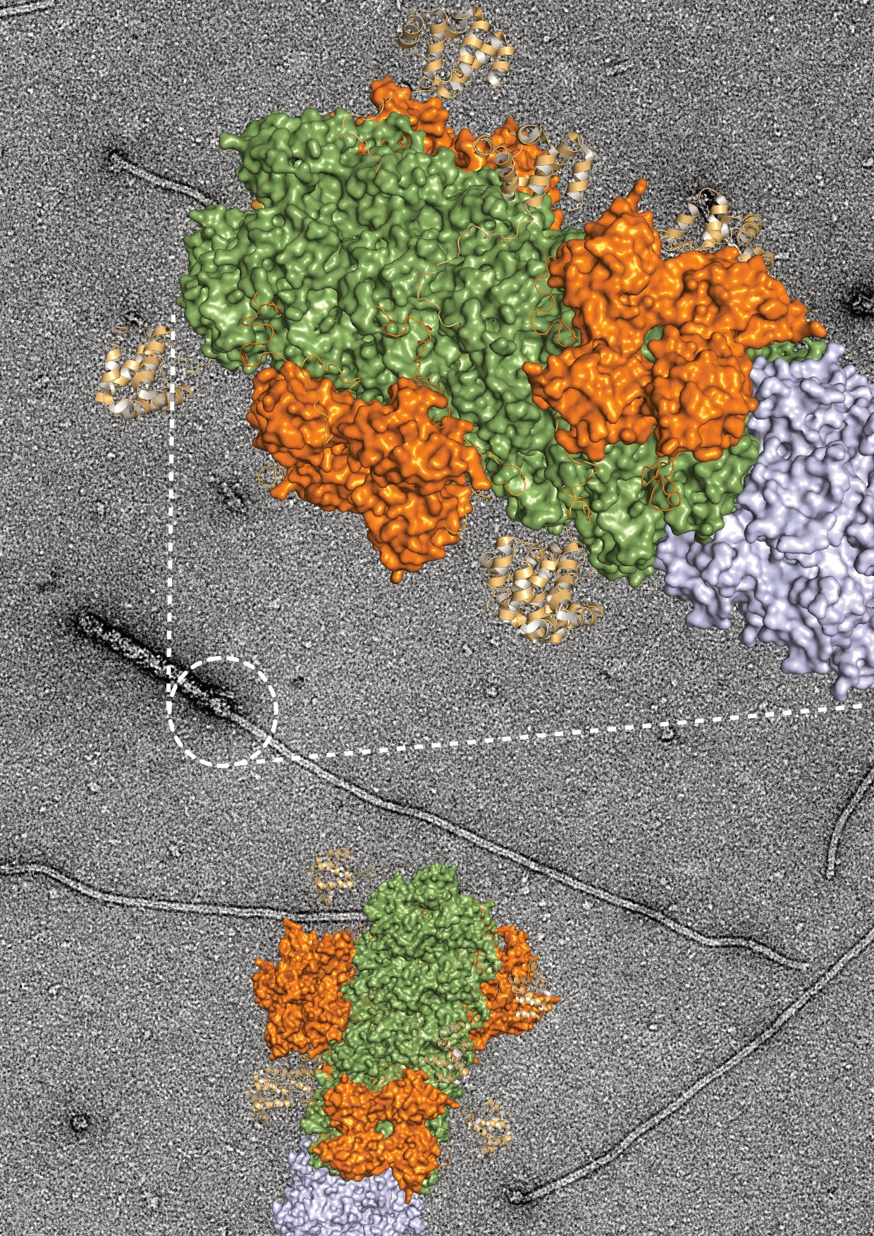 "Growing end" of inflammation discovered