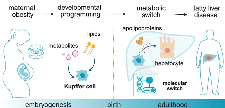 Metabolites