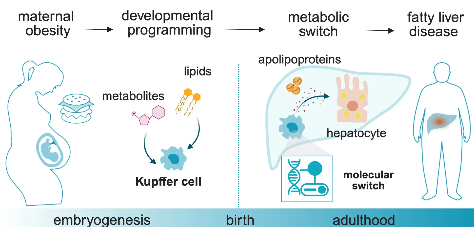 Metabolites