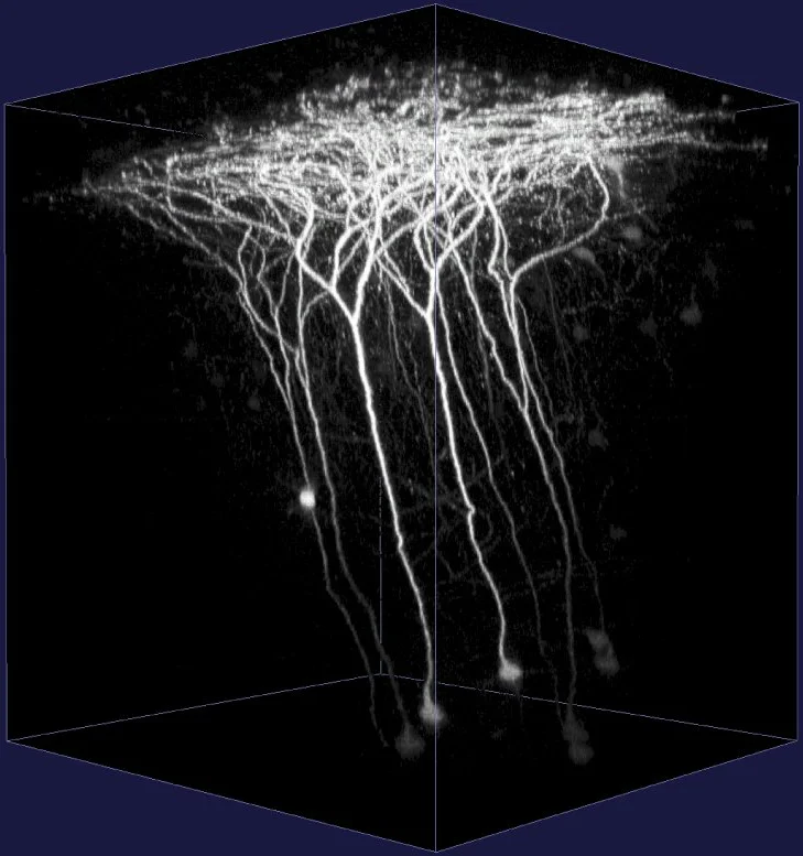 Insights into the brain: Collaborative research center goes into the next round