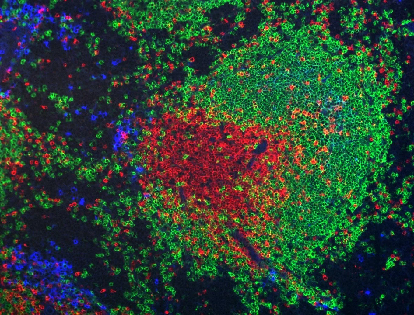 Immunofluorescence image