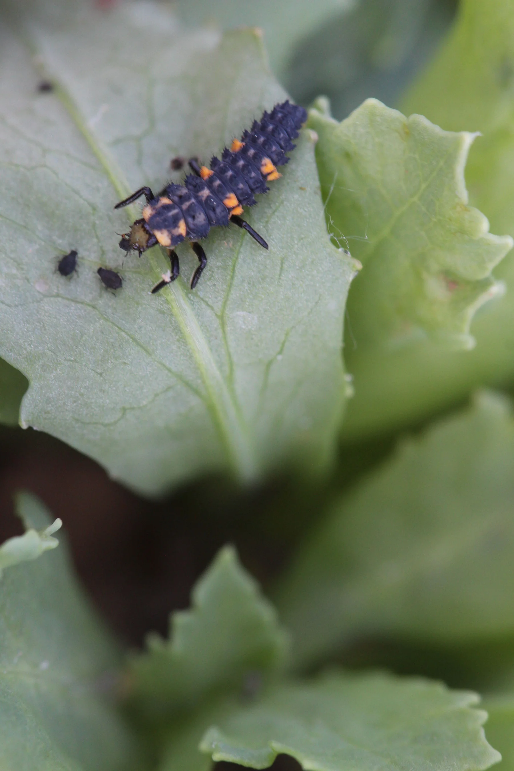 Farmland weeds help to combat pests
