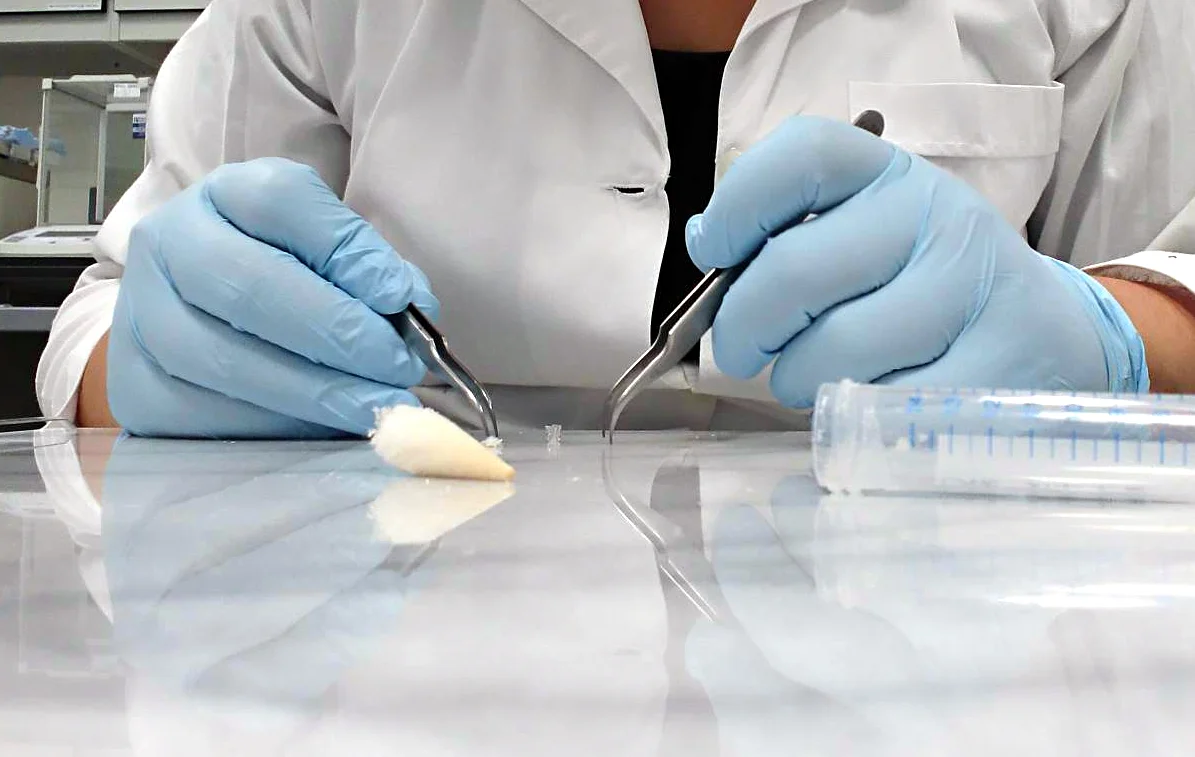 Tiny fragments of freeze-dried collagen are weighed inside capsules made of tin. The cotton-like substance is actually the freeze-dried collagen, which will be placed inside a mass spectrometer to reveal information about people’s dietary habits in times past