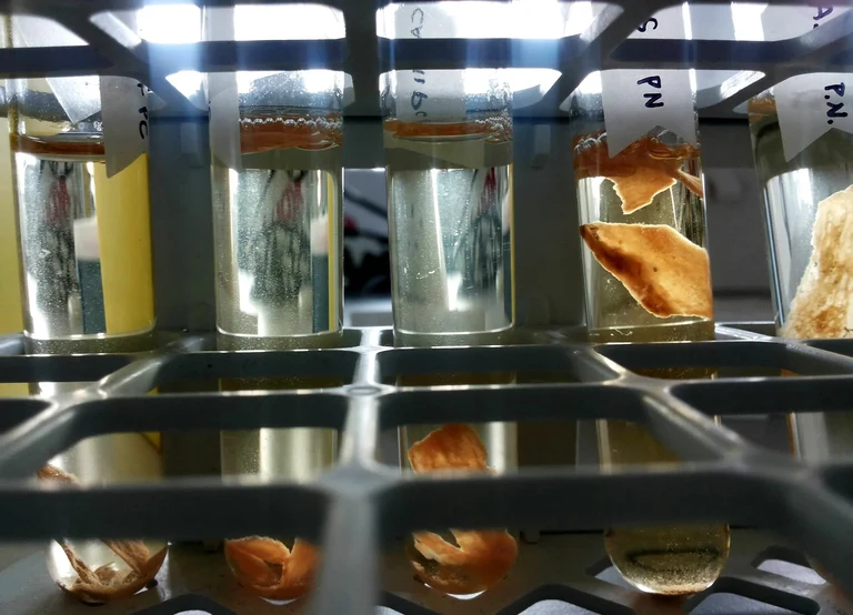 Bone samples are subjected to a process known as acid digestion, whereby the acid dissolves the minerals inside the bones, making the samples very soft and able to float. This is often a sign that the minerals have been completely broken down and the collagen is now ready for the next step