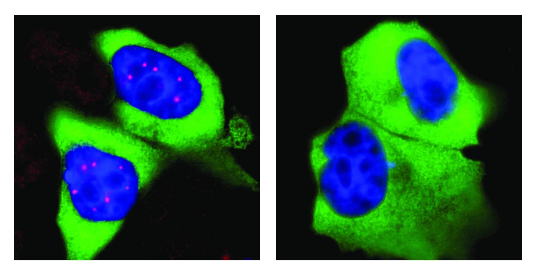 Flash mob in the nucleus