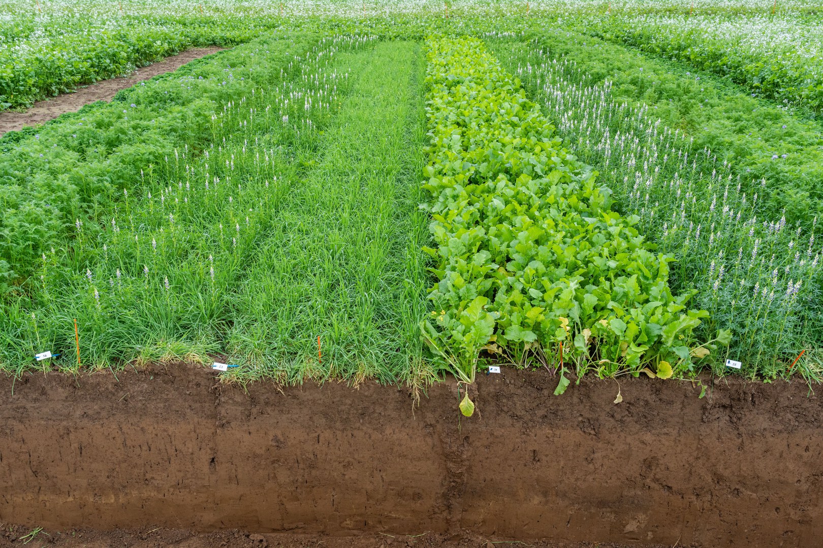 Soil profile of a test field: