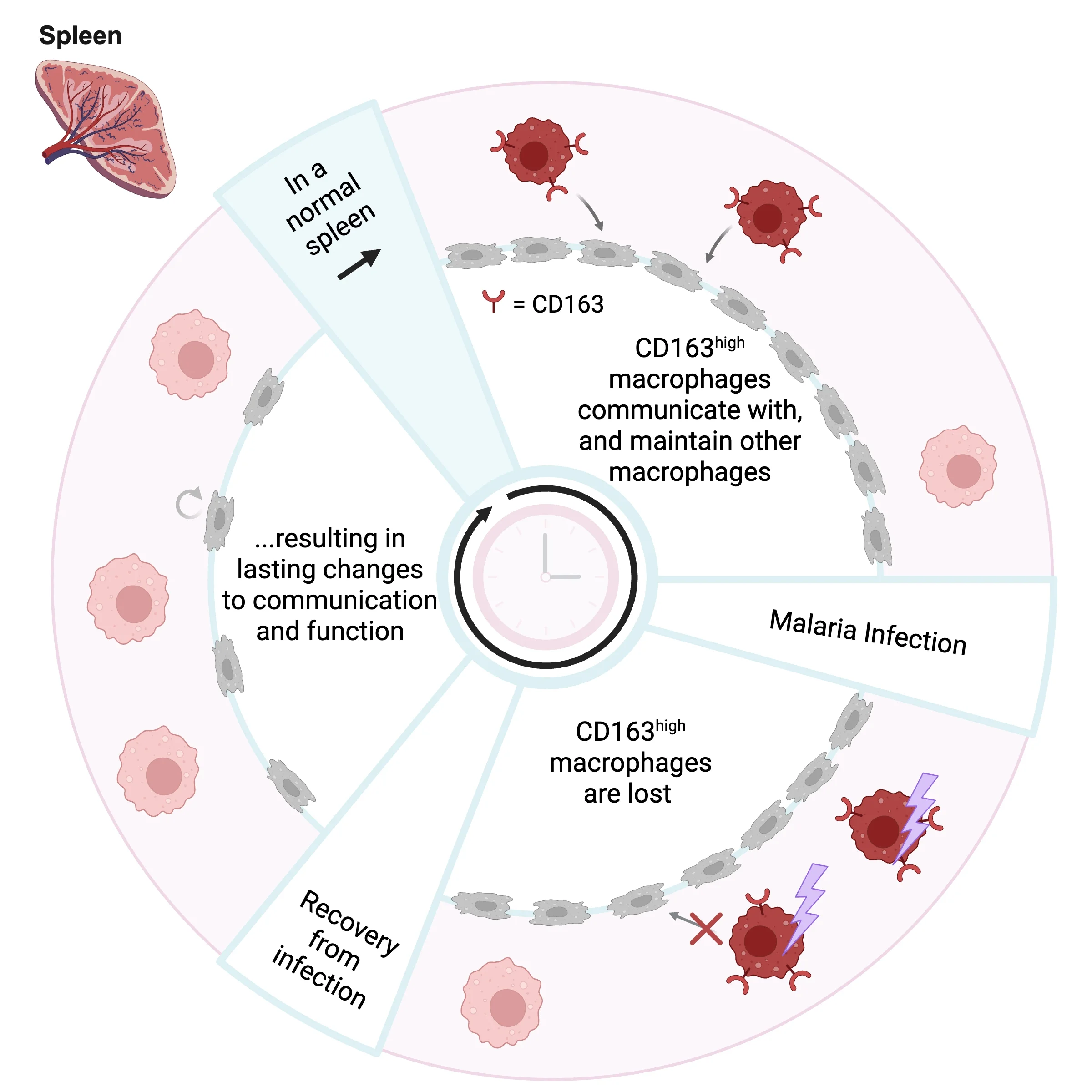 Malaria Causes Permanent Damage to Phagocytes in the Spleen