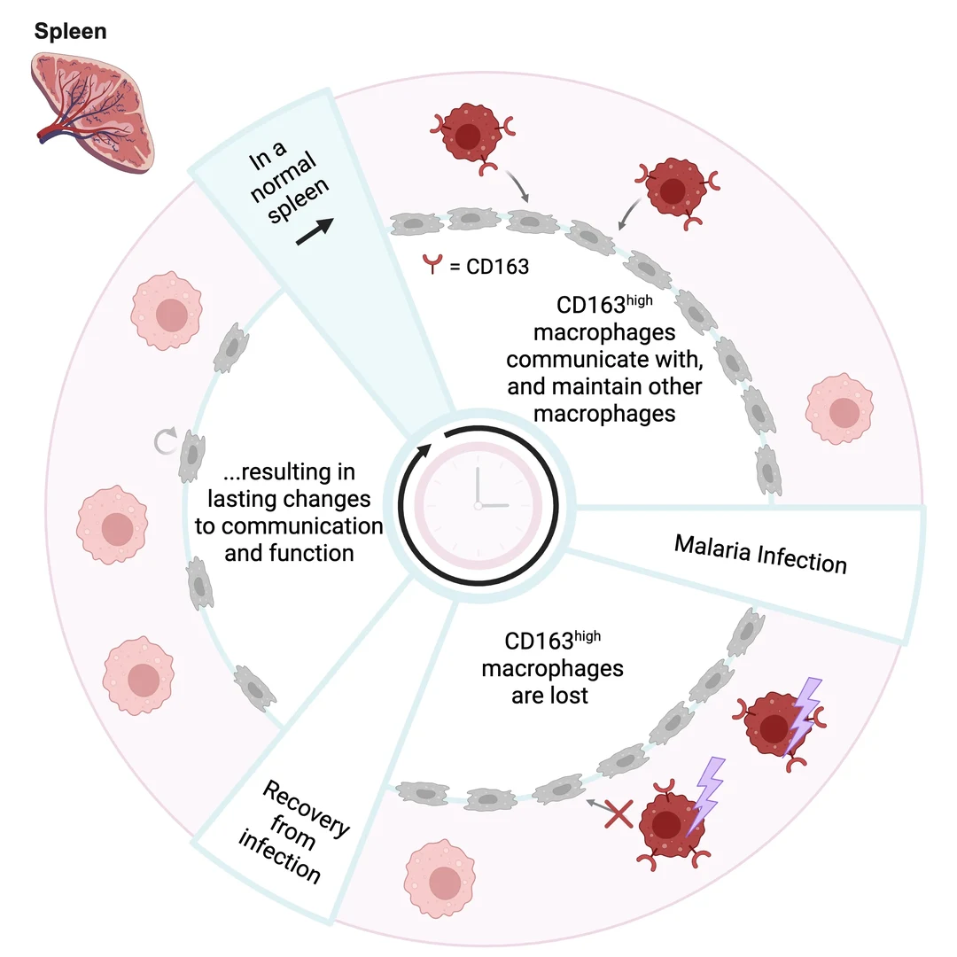 Researchers from the University of Bonn and the Peter Doherty Institute for Infection and Immunity in Melbourne