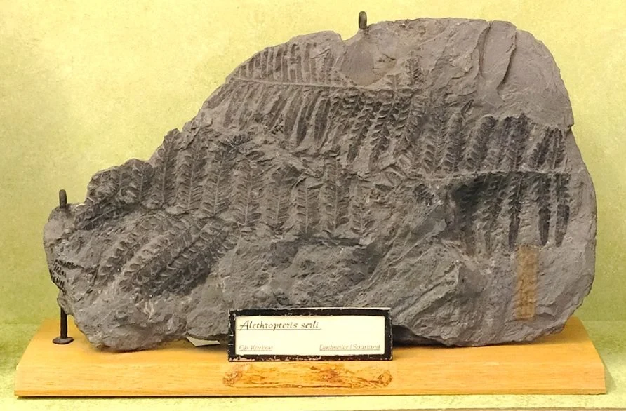 Stolen fossils