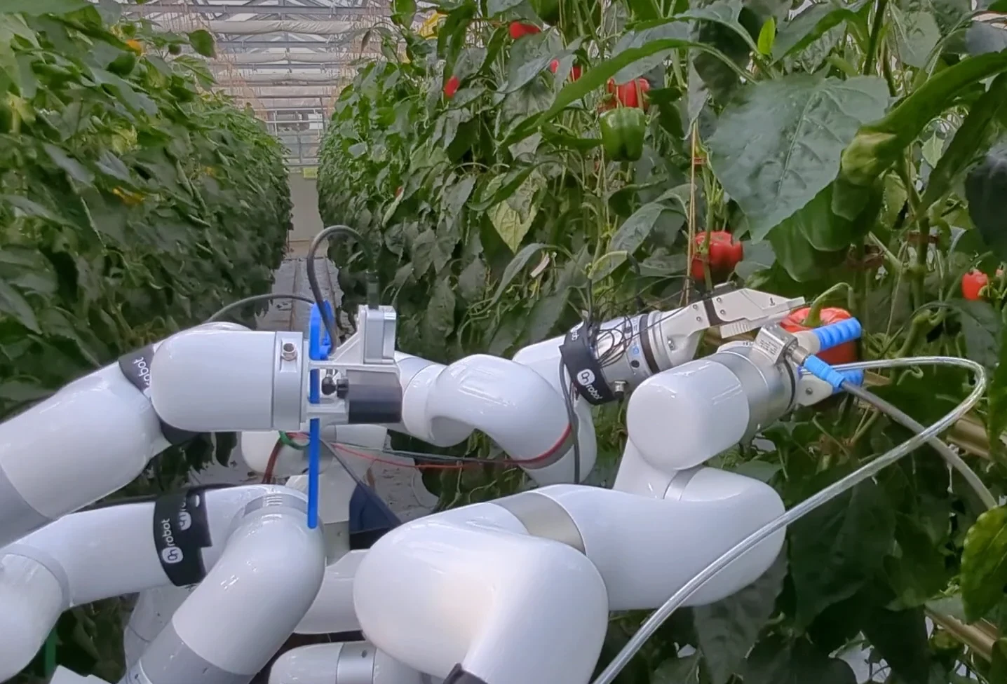Robot in a greenhouse