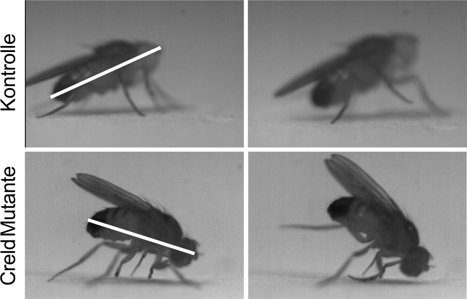Flies without Creld suffer from severe motor disorders.