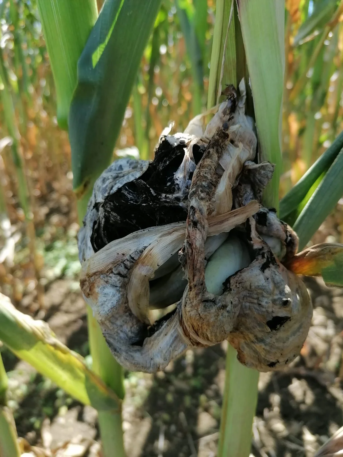 How a harmful fungus renders its host plant defenseless