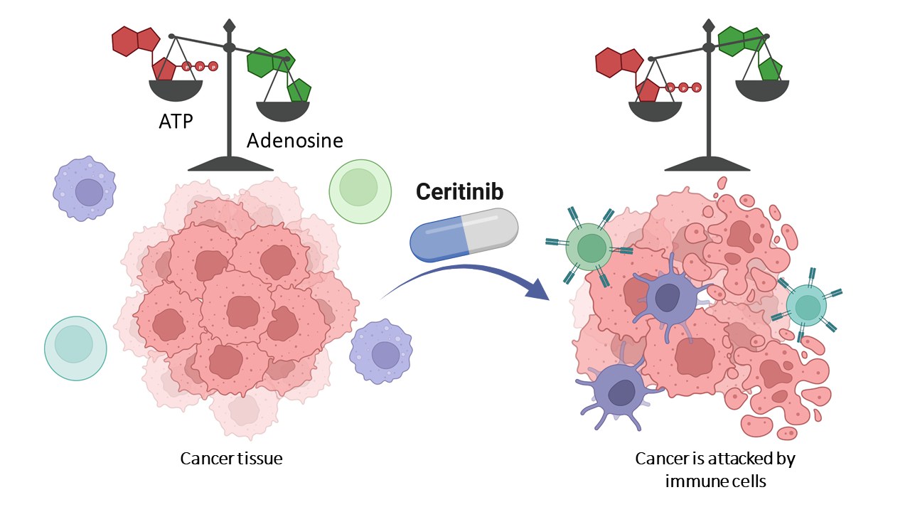 Cancer cells surround themselves with a cloud of adenosine,