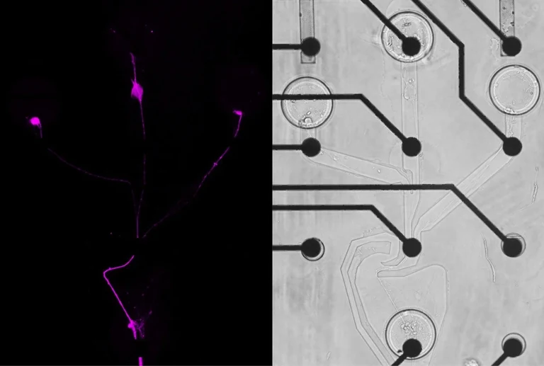 Fluorescence (left) and bright field image (right)