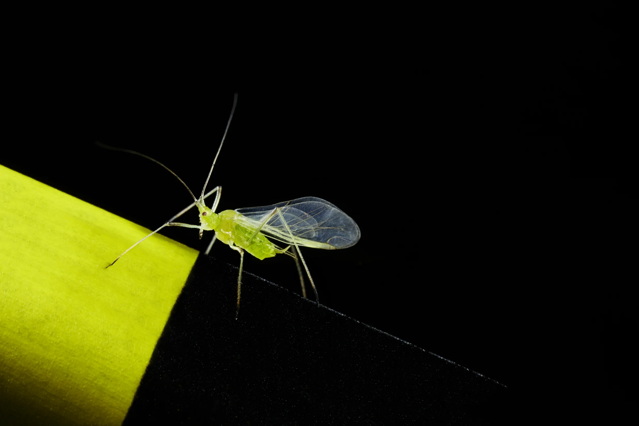 Aphids and their favorite colors