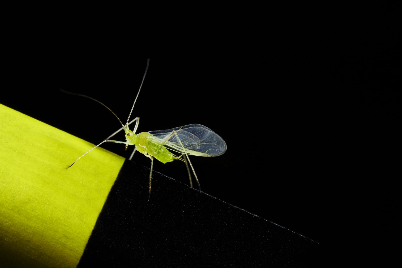 An aphid