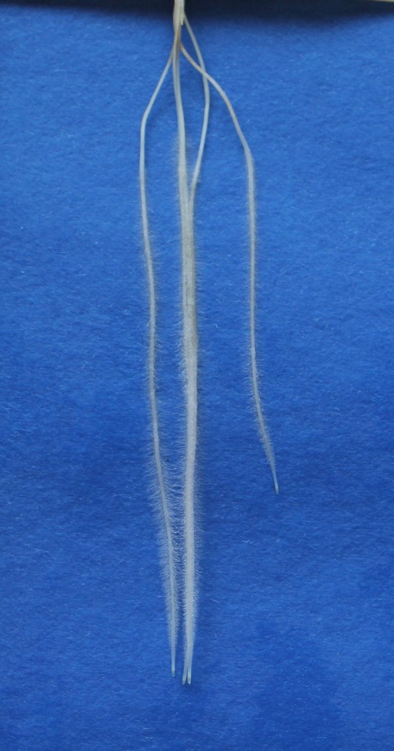Seven-day-old barley roots of mutant egt2: