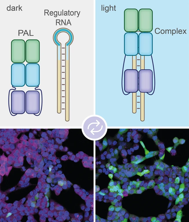 When illuminated (right), the PAL molecule