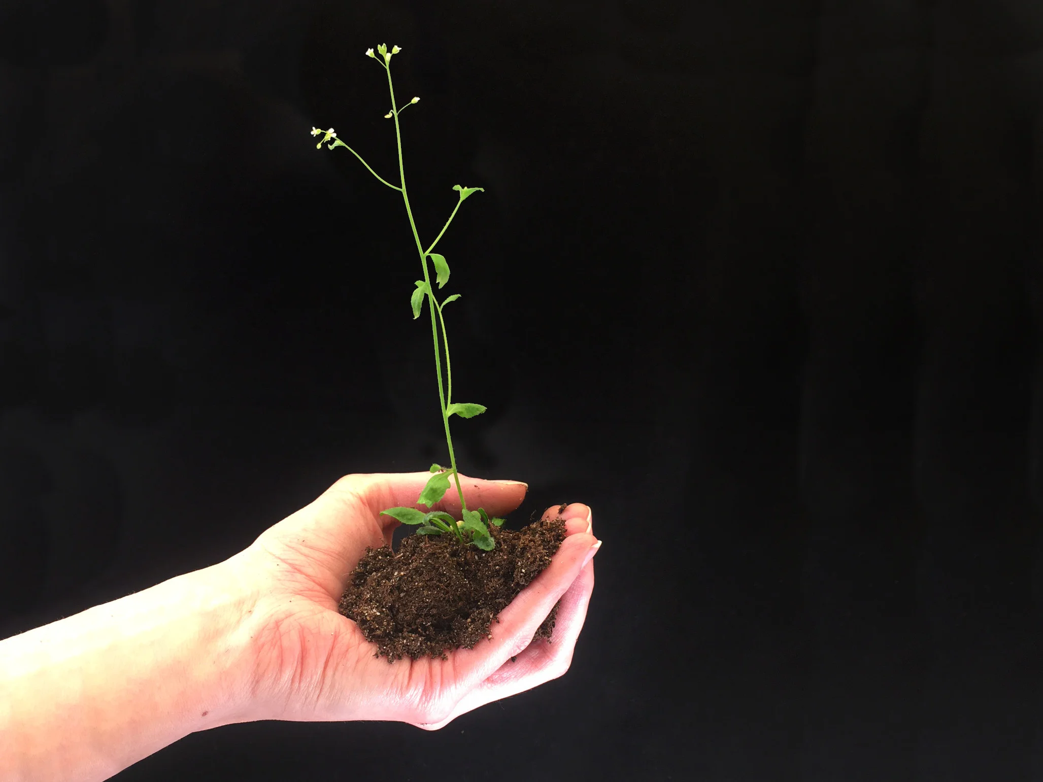 How plants sense phosphate