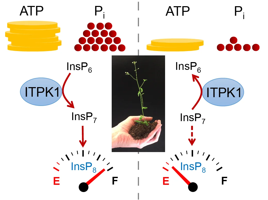 Plants convert their phosphate(Pi) status