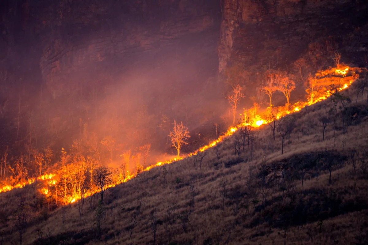 Rainforest protection reduces the number of respiratory diseases