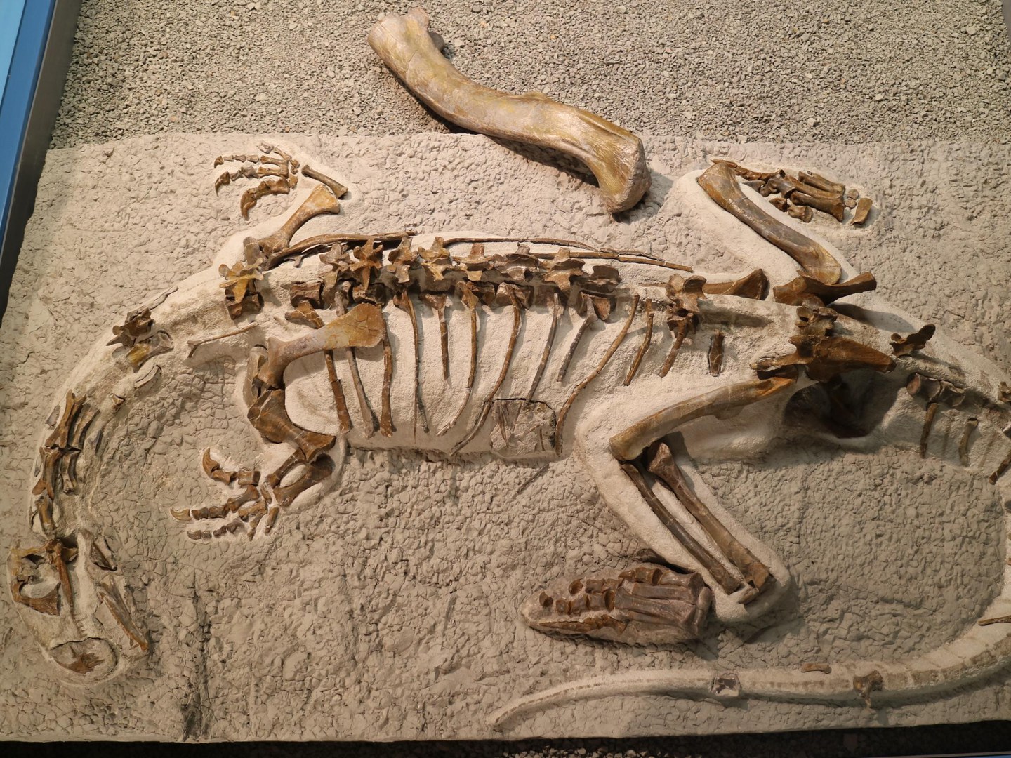 Mounted skeleton of Plateosaurus "Fabian"