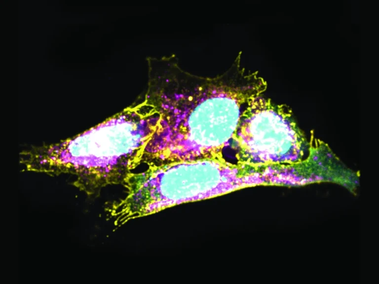 The image shows cells