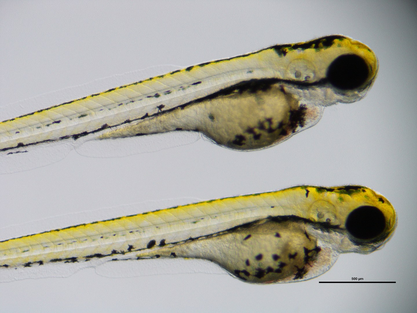 Zebrafish larvae