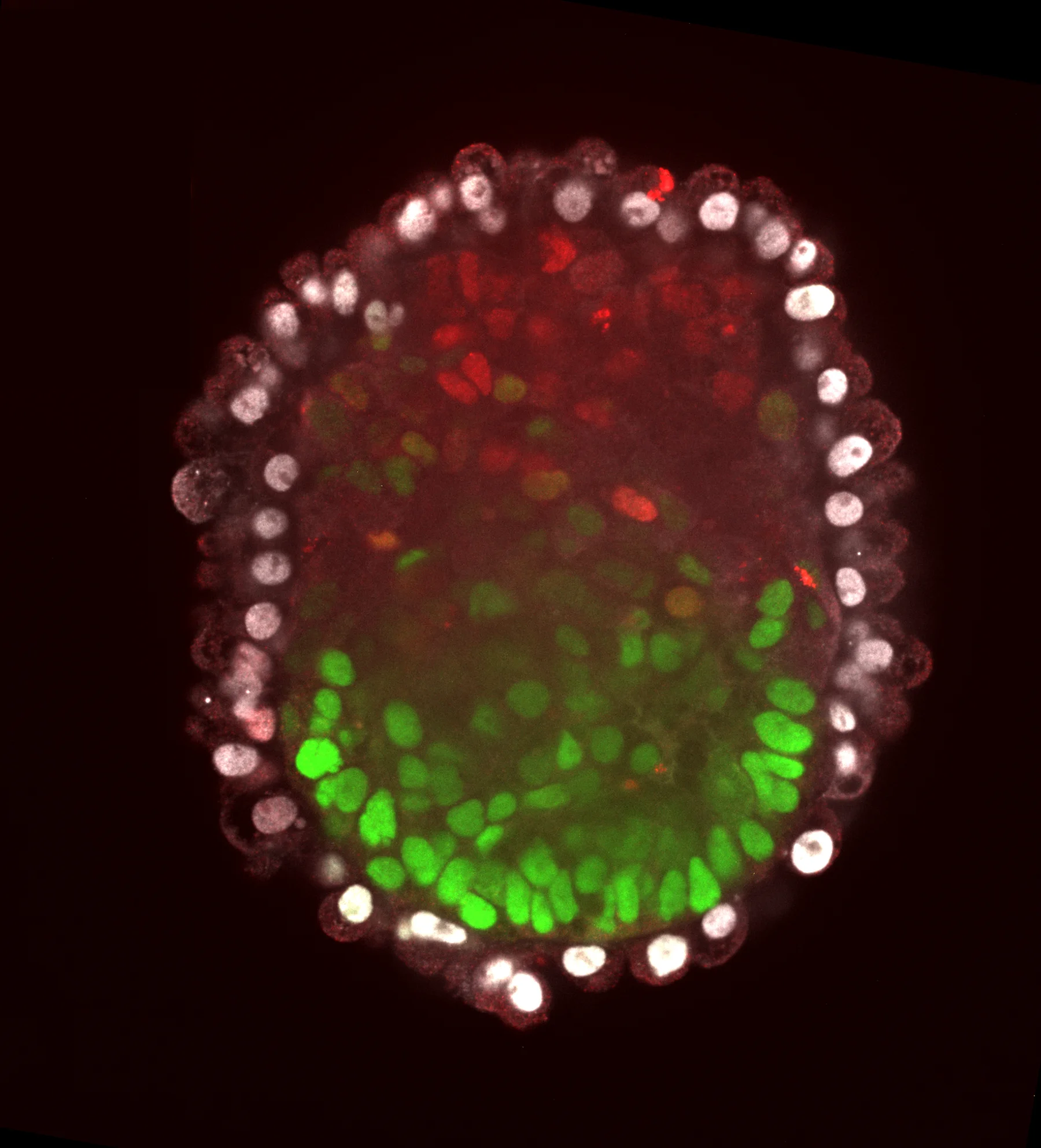 Stem cells organize themselves into embryoid