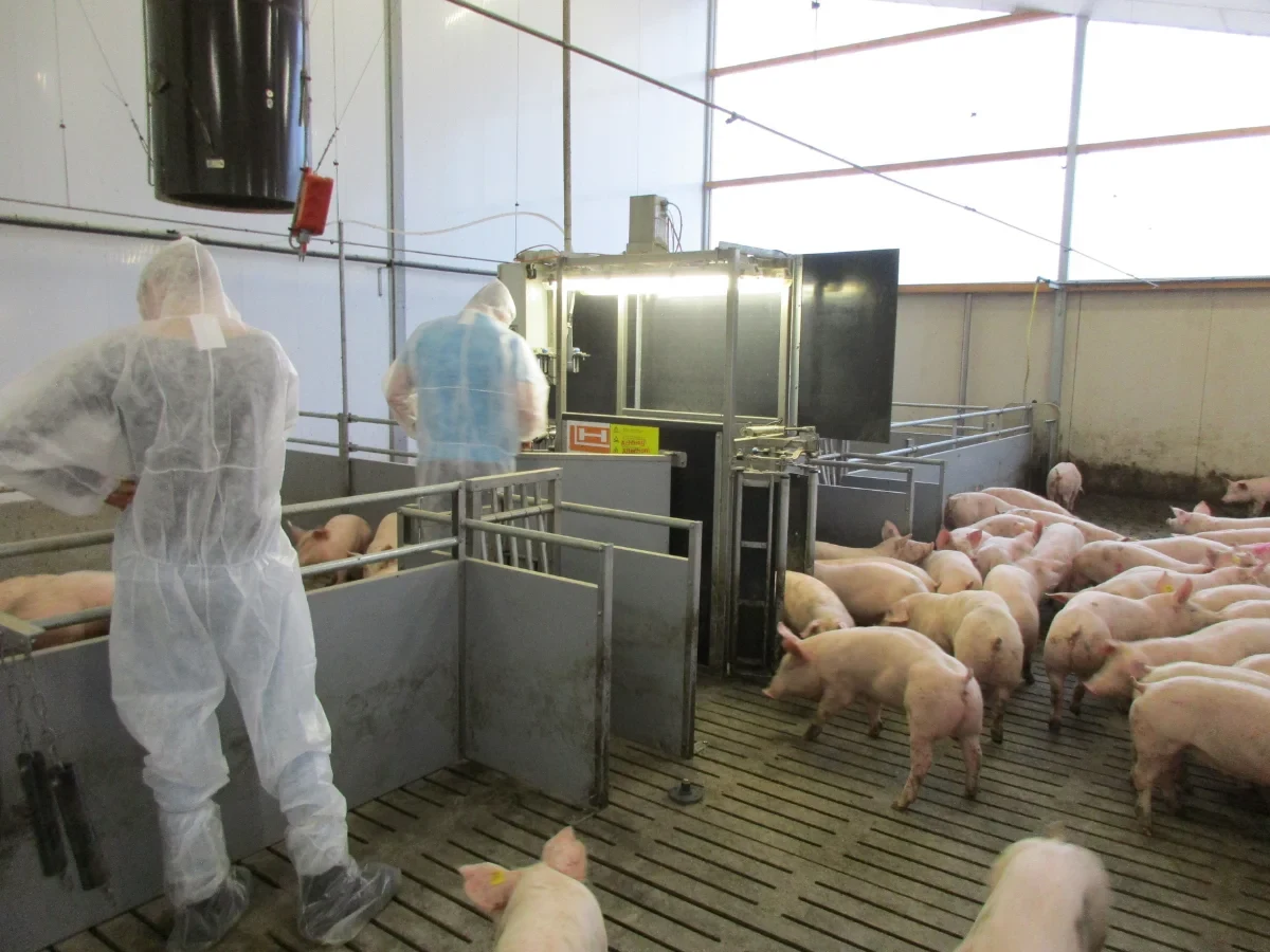 Fattening compartment: