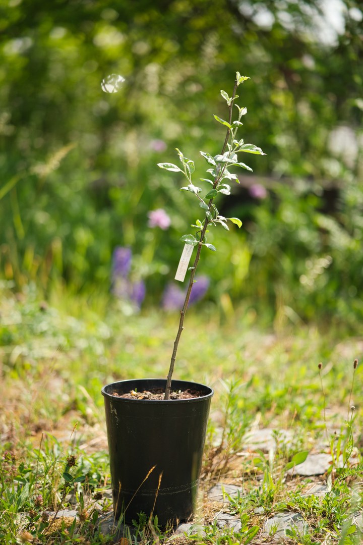 Ready is a grafted apple tree: