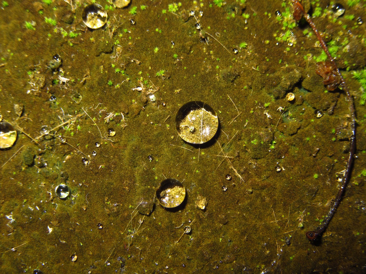 This water-repellent cyanobacterial film (Hassallia)