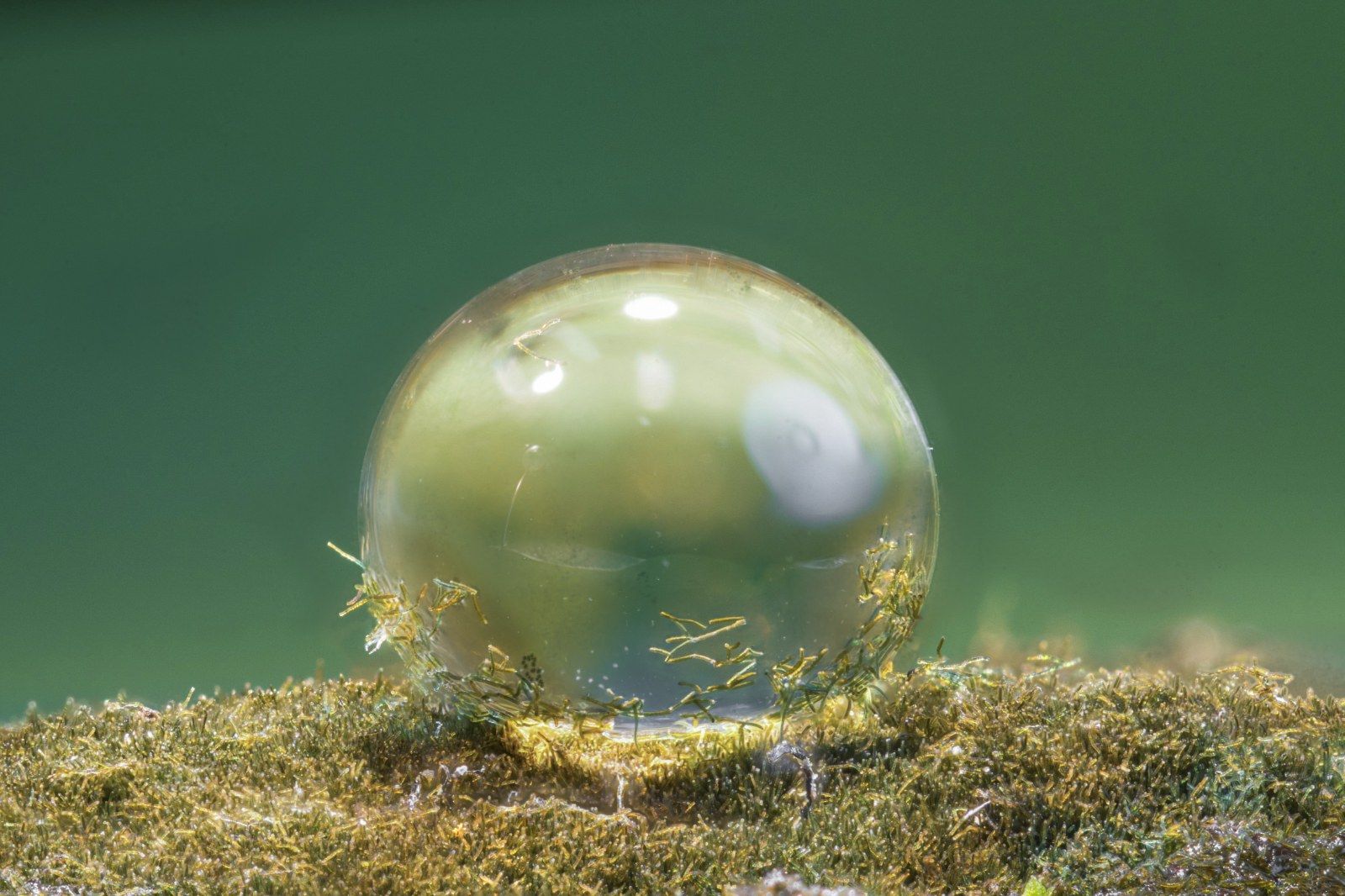 Water droplets remain spherical on the superhydrophobic biofilm